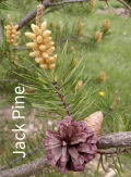 ARBORETUM - JACK PINE