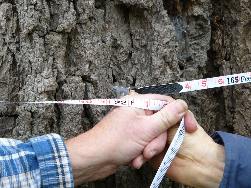 Black Walnut Tree