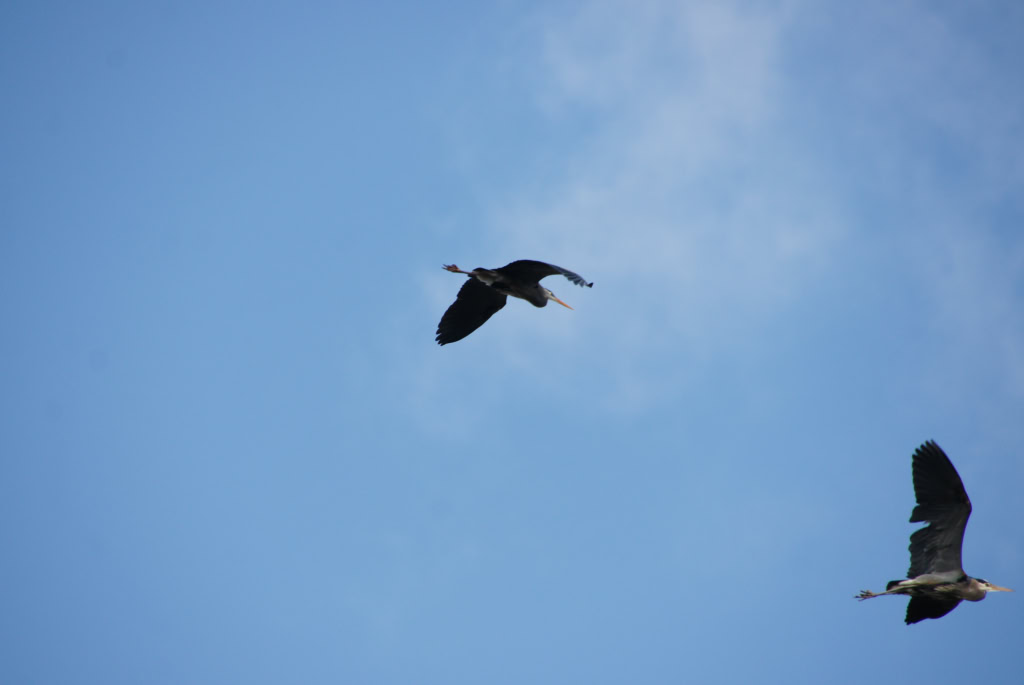 Herons 2013