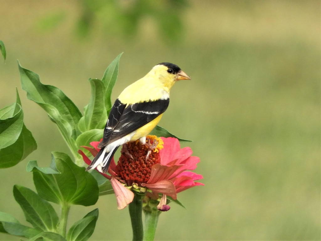 CLINTON TWP ARBORETUM