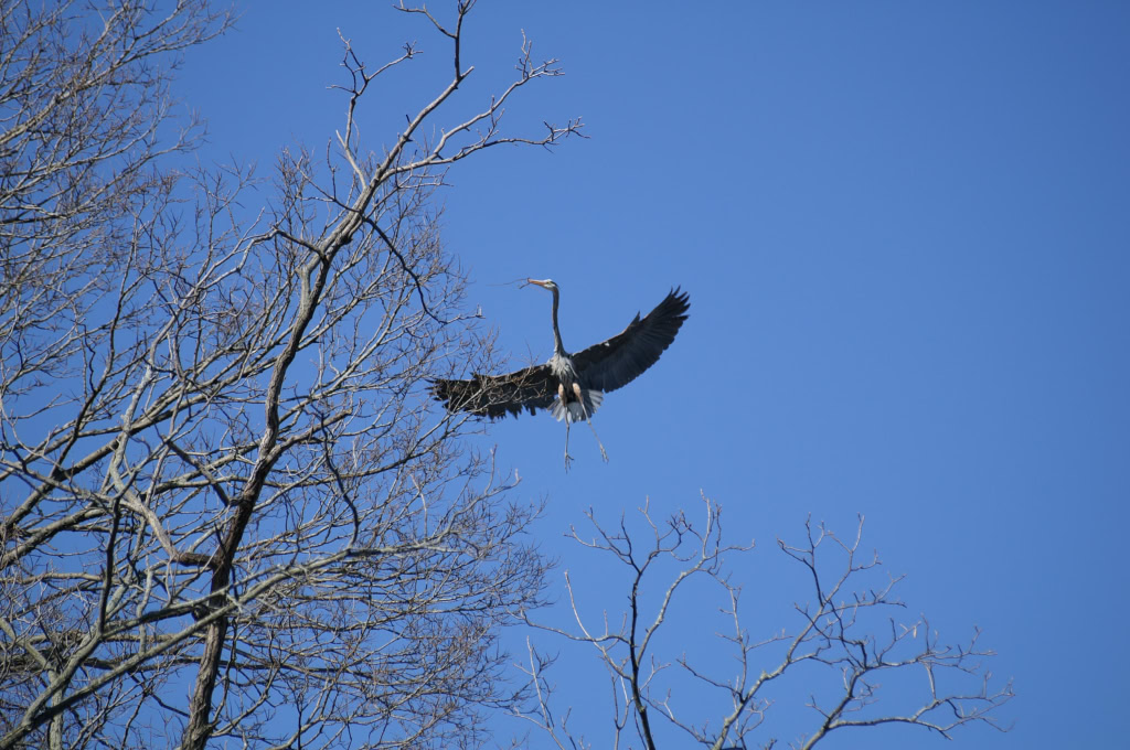 Great Blue Herons