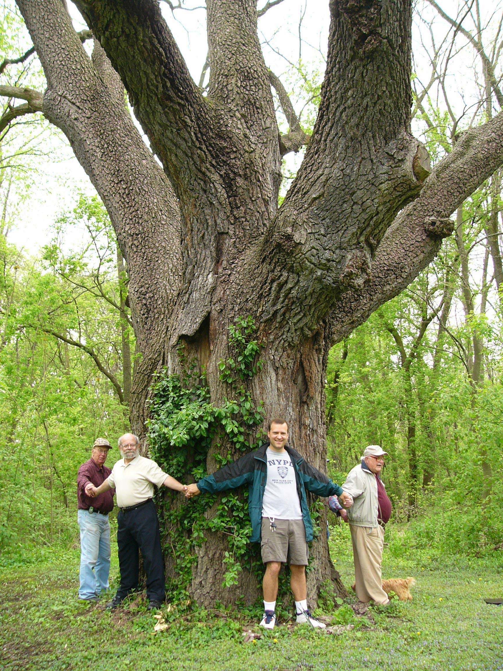 Black Walnut Tree