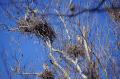 HERONS  2015