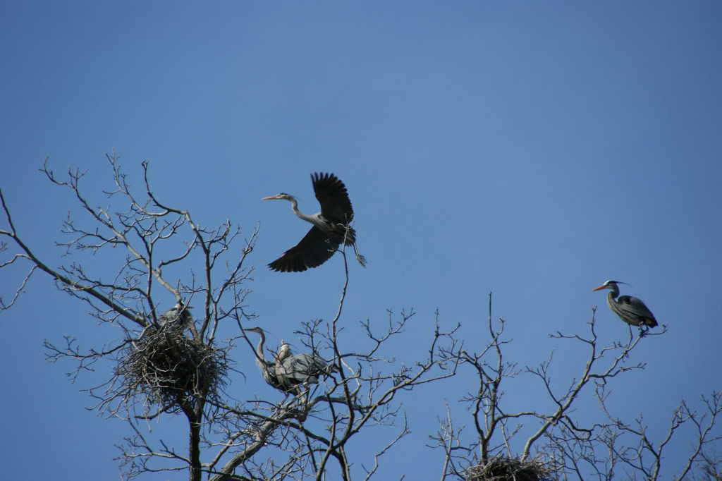 Herons March 2010