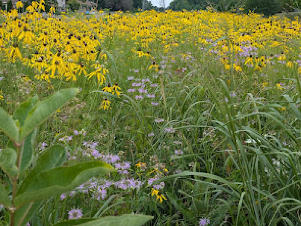 Wild Flower Prarie  2026