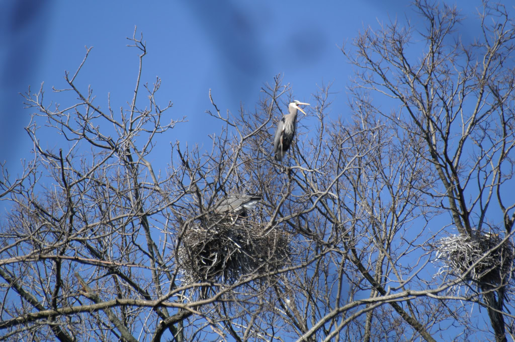 Great Blue Herons